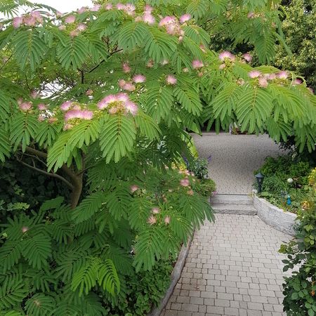 Sommer Gartengestaltung