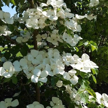 Sommer Gartengestaltung