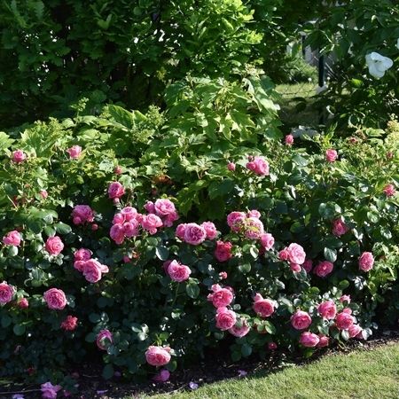 Sommer Gartengestaltung