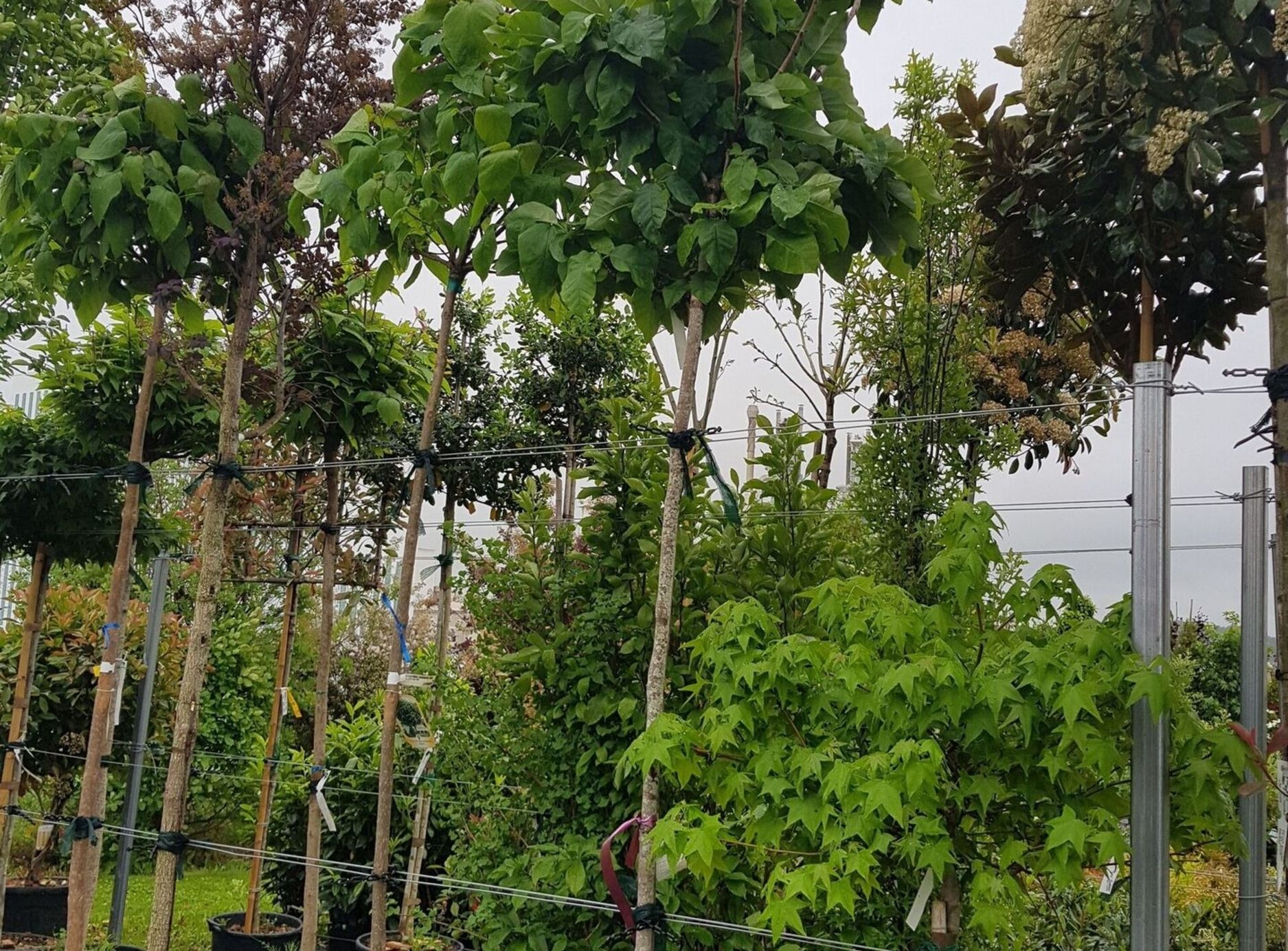 Gehölze Gärtnerei Sommer