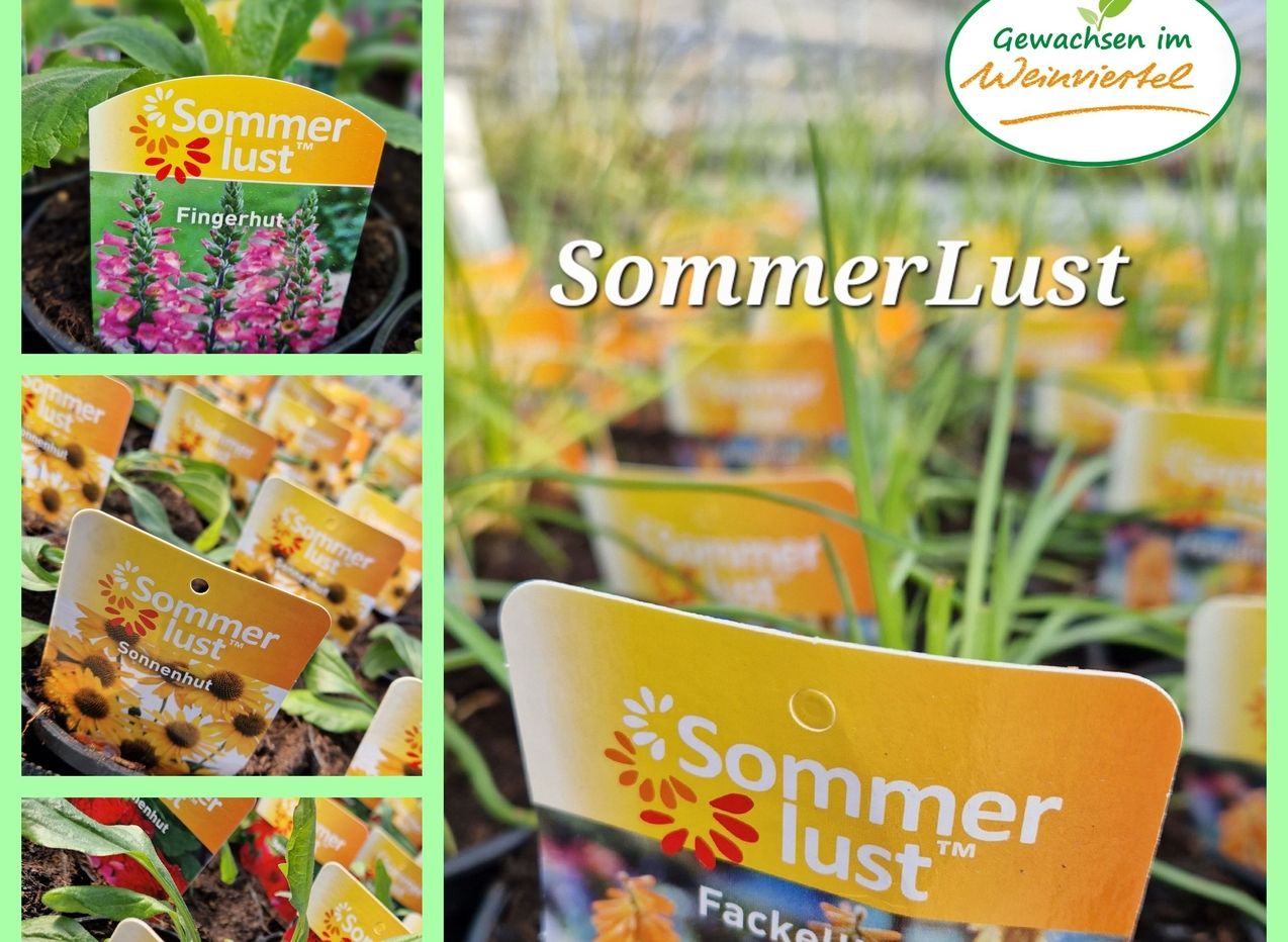 Stauden Gärtnerei Sommer