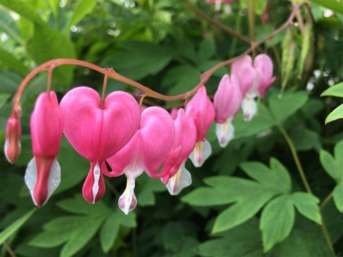 Rosa, herzförmige Blüten an einem Pflanzenstrang