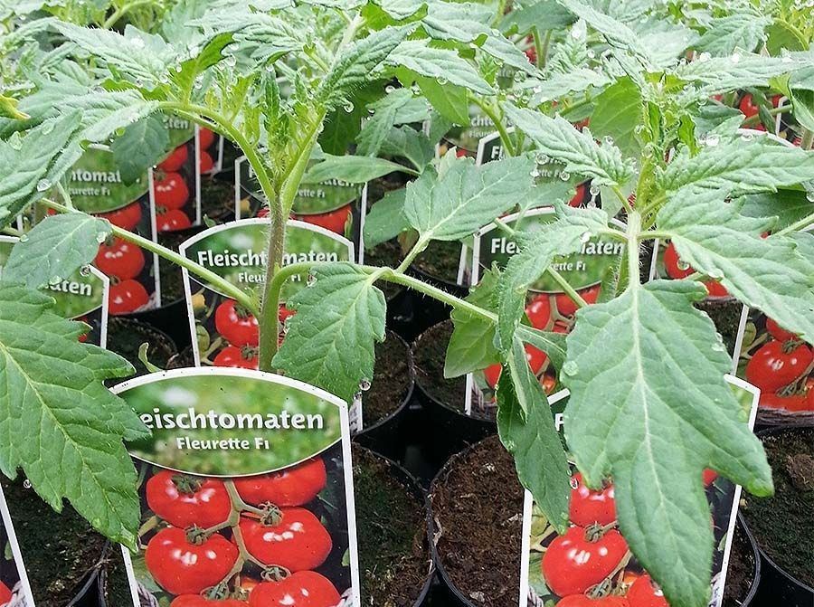 Eine große Ansammlung junger Fleischtomatenpflanzen in kleinen Töpfen