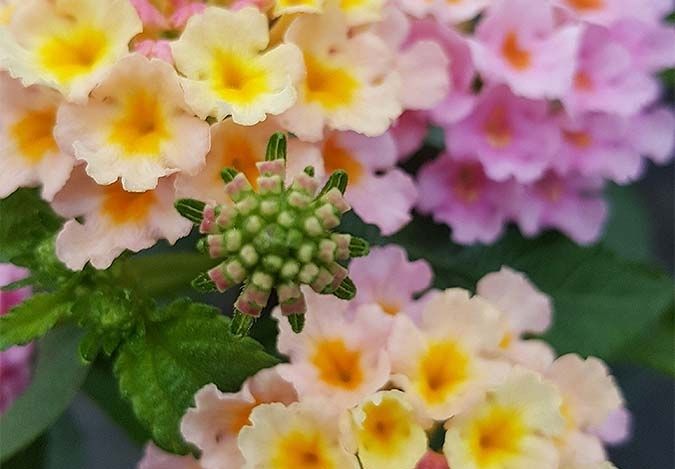 Eine Nahaufnahme von gelblich-rosafarbenen Blüten einer Pflanze