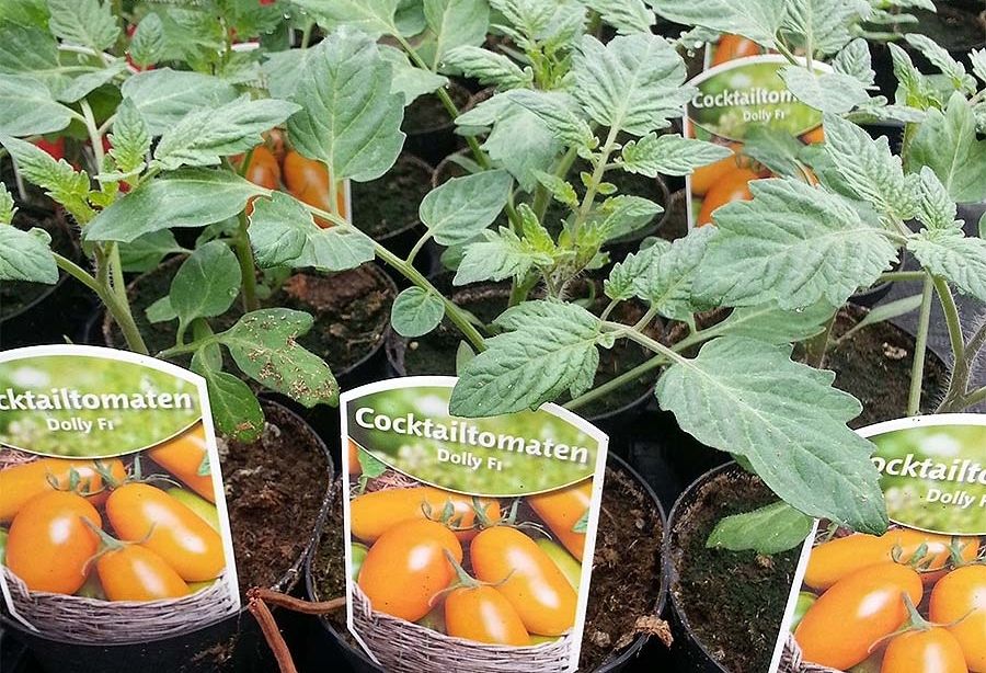 Viele junge Cocktailtomatenpflanzen in kleinen Töpfen