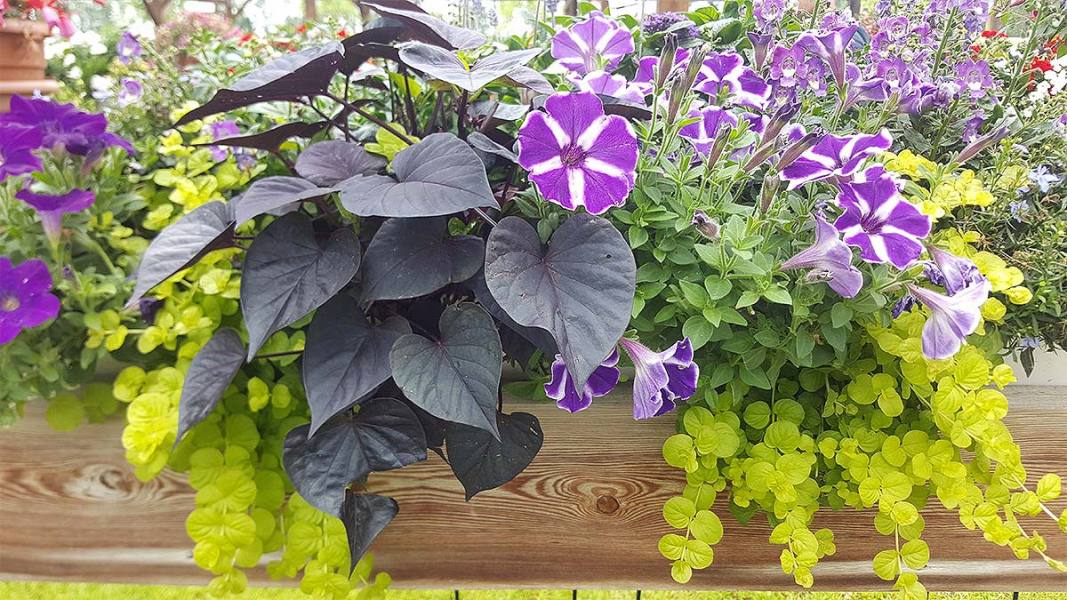 Eine Ansammlung saisonaler Pflanzen mit lila-weißfarbenen Blüten und teilweise mit dunklen Blättern