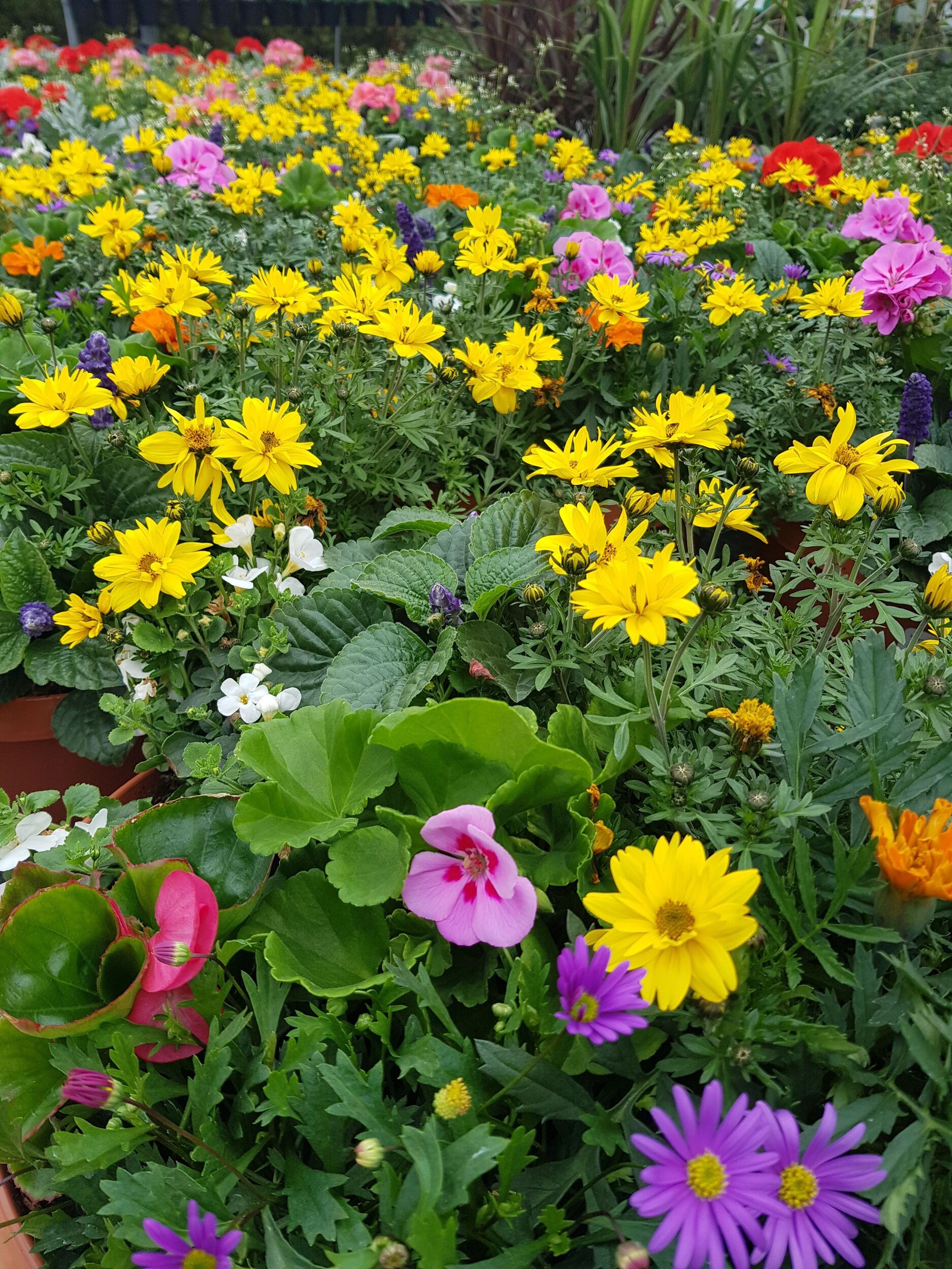 Sommerblumen bei Gärtnerei Sommer