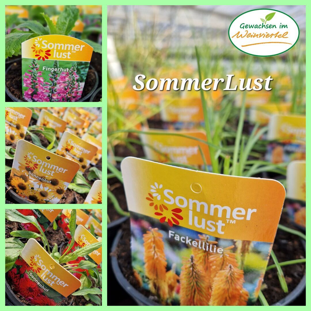 Stauden Gärtnerei Sommer