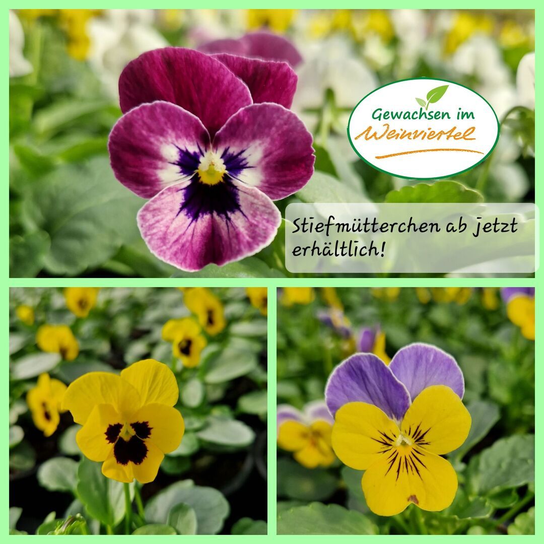 Saisonpflanzen der Gärtnerei Sommer