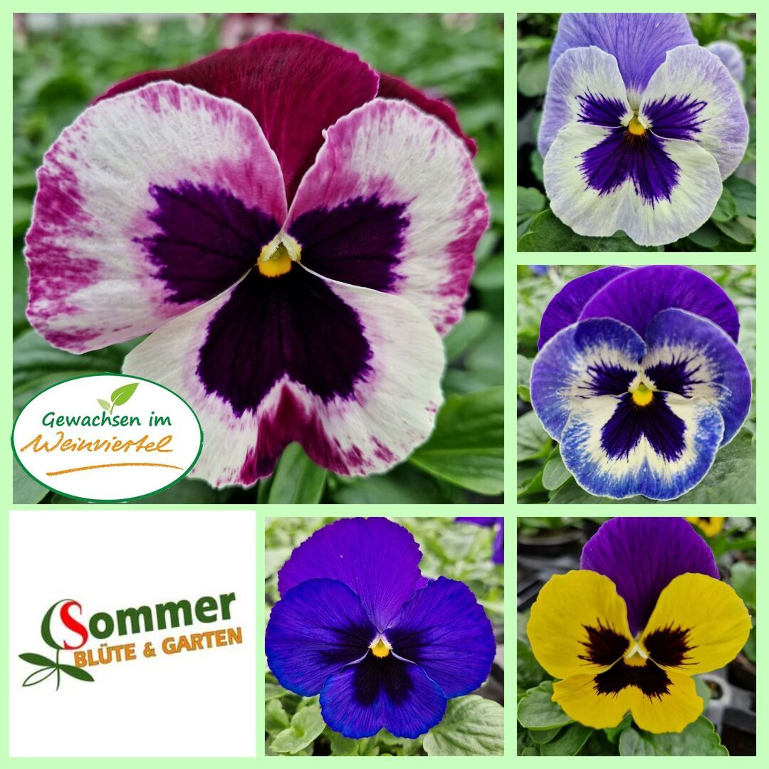 Saisonpflanzen der Gärtnerei Sommer