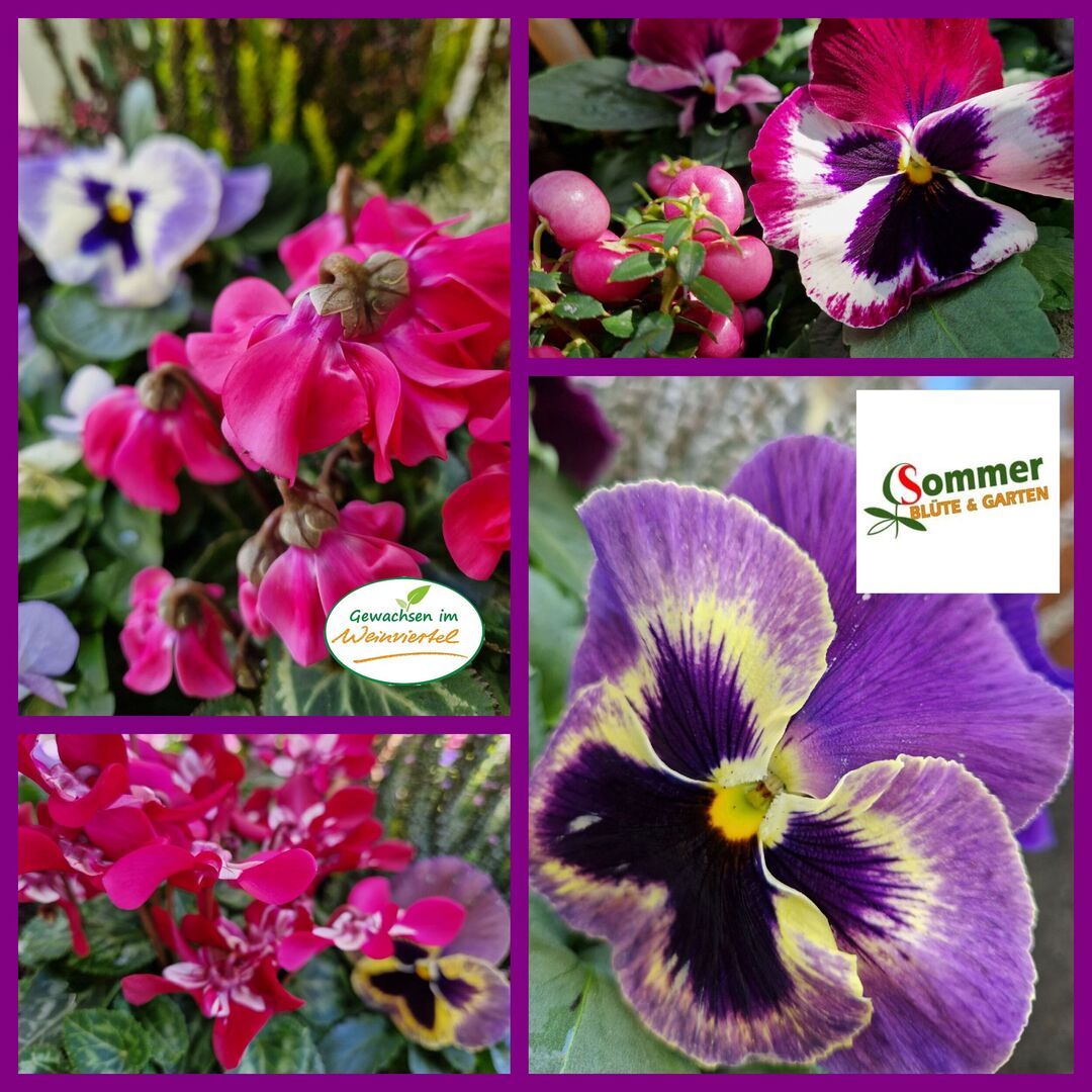 Saisonpflanzen der Gärtnerei Sommer