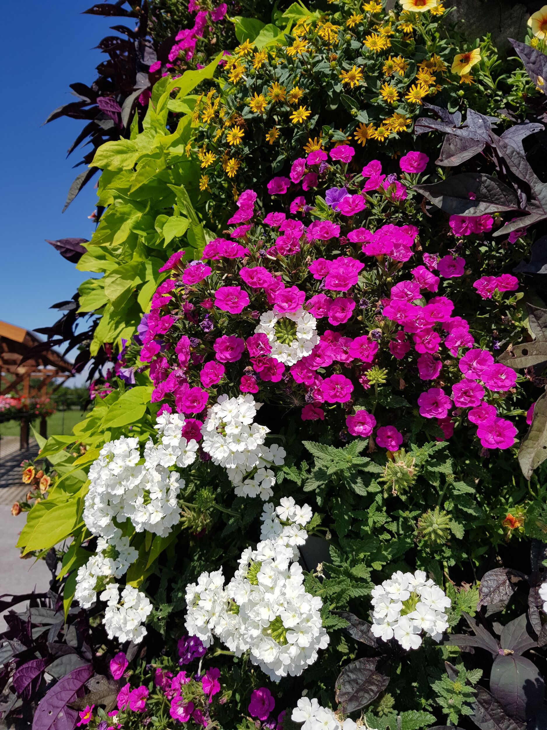 Saisonpflanzen der Gärtnerei Sommer