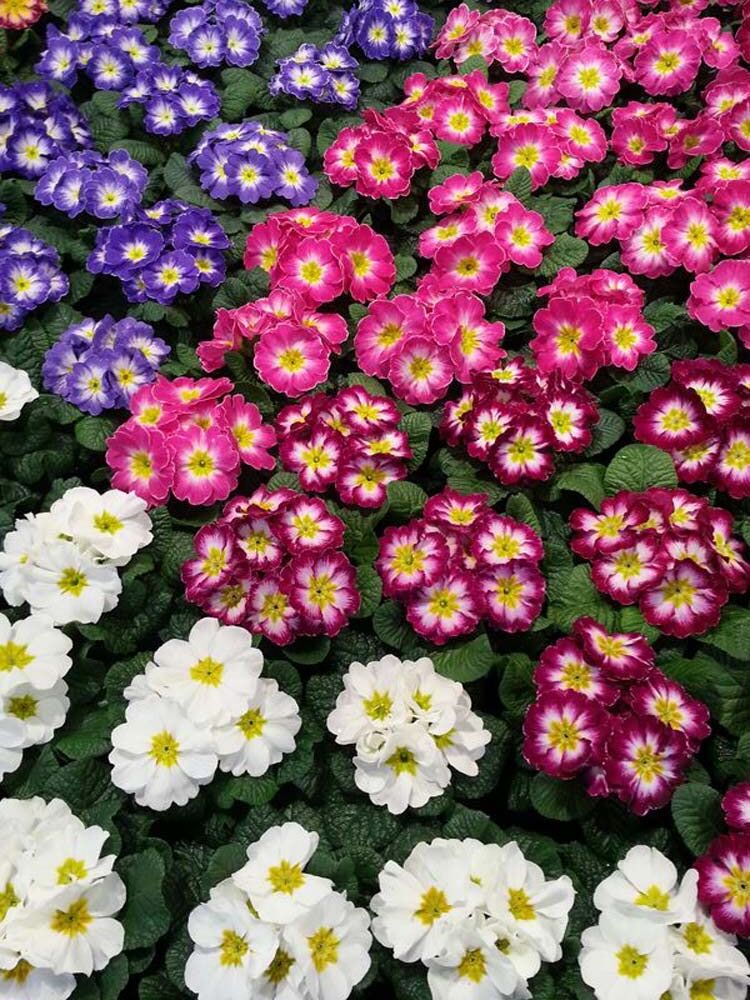 Saisonpflanzen der Gärtnerei Sommer