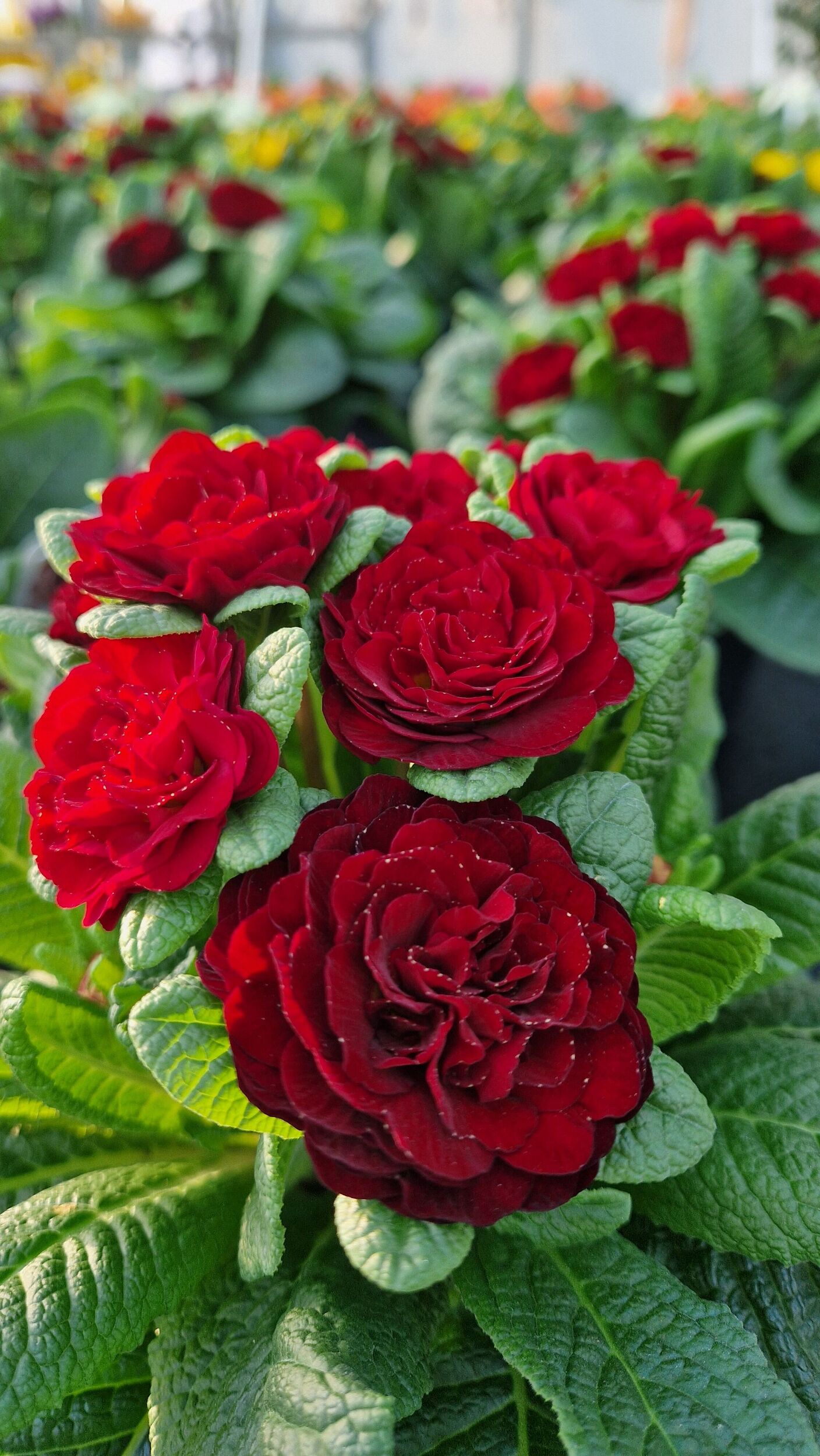 Saisonpflanzen der Gärtnerei Sommer