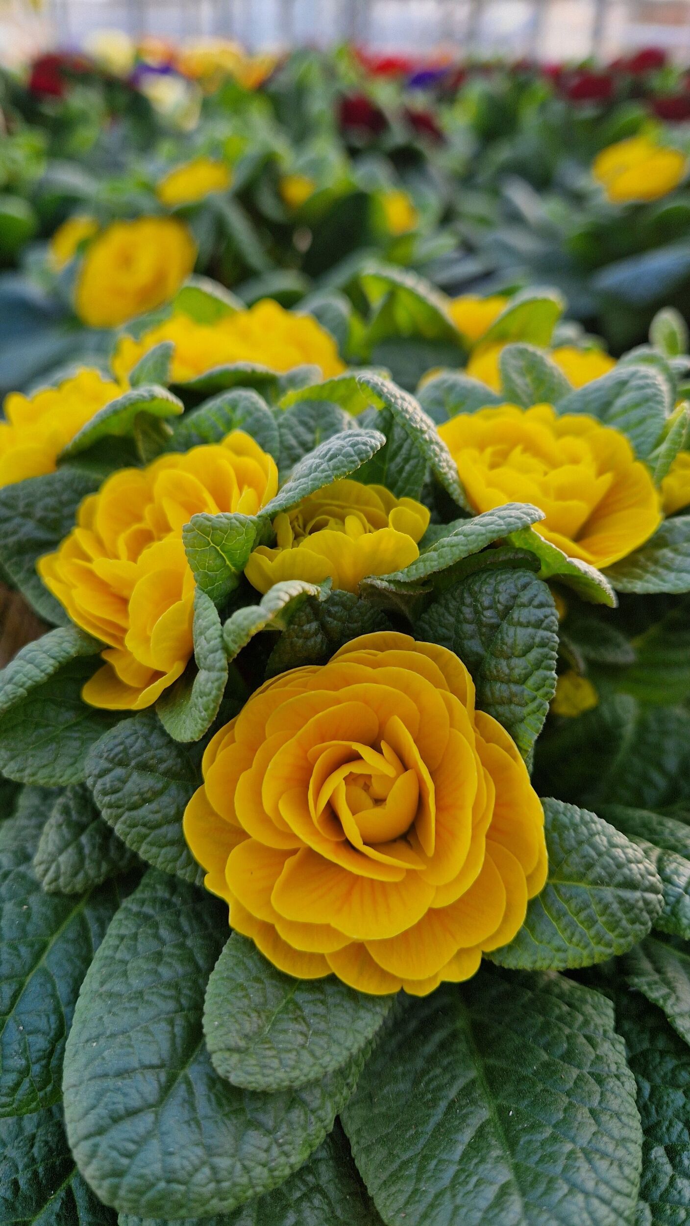 Saisonpflanzen der Gärtnerei Sommer