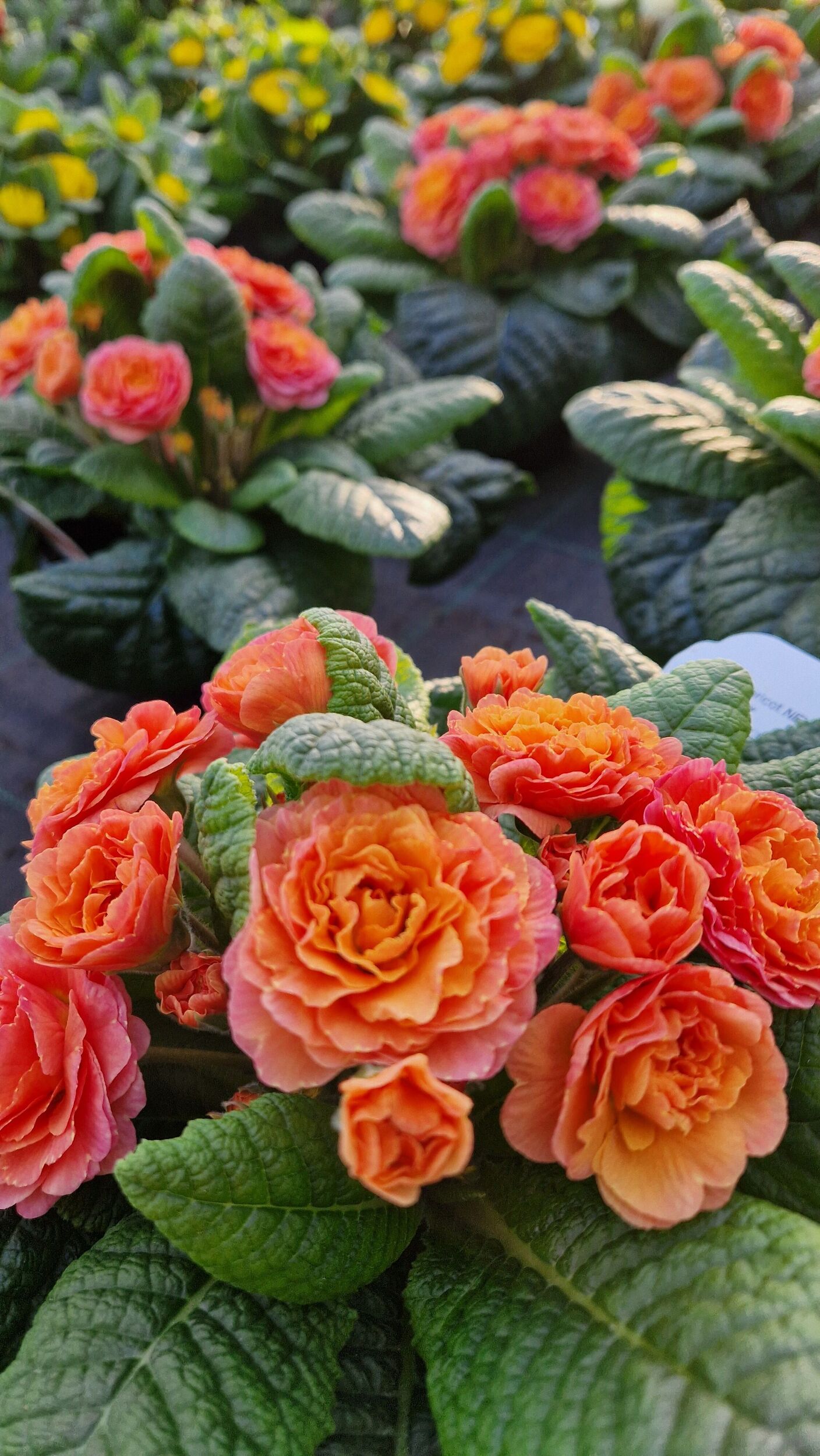 Saisonpflanzen der Gärtnerei Sommer