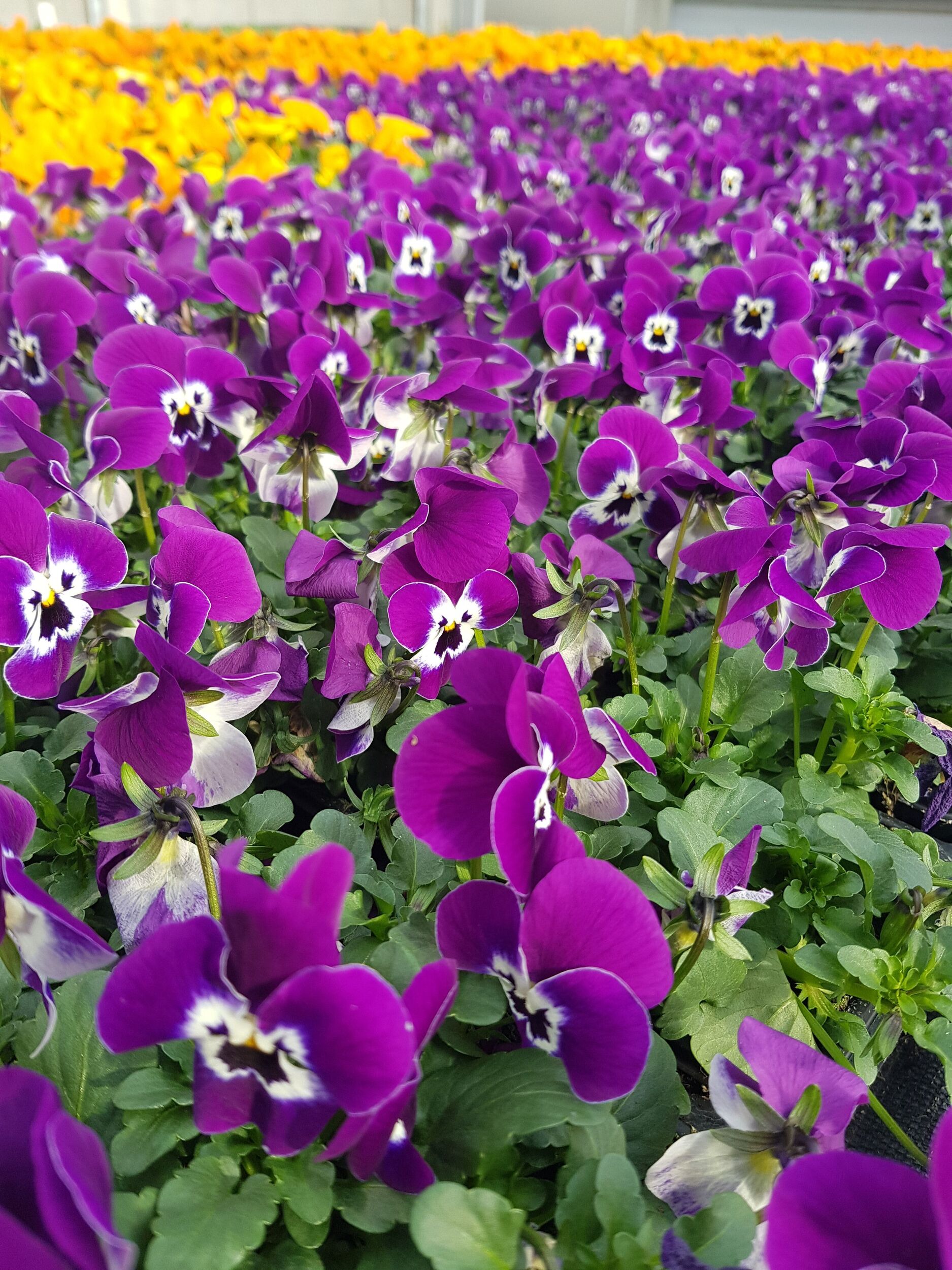 Saisonpflanzen der Gärtnerei Sommer