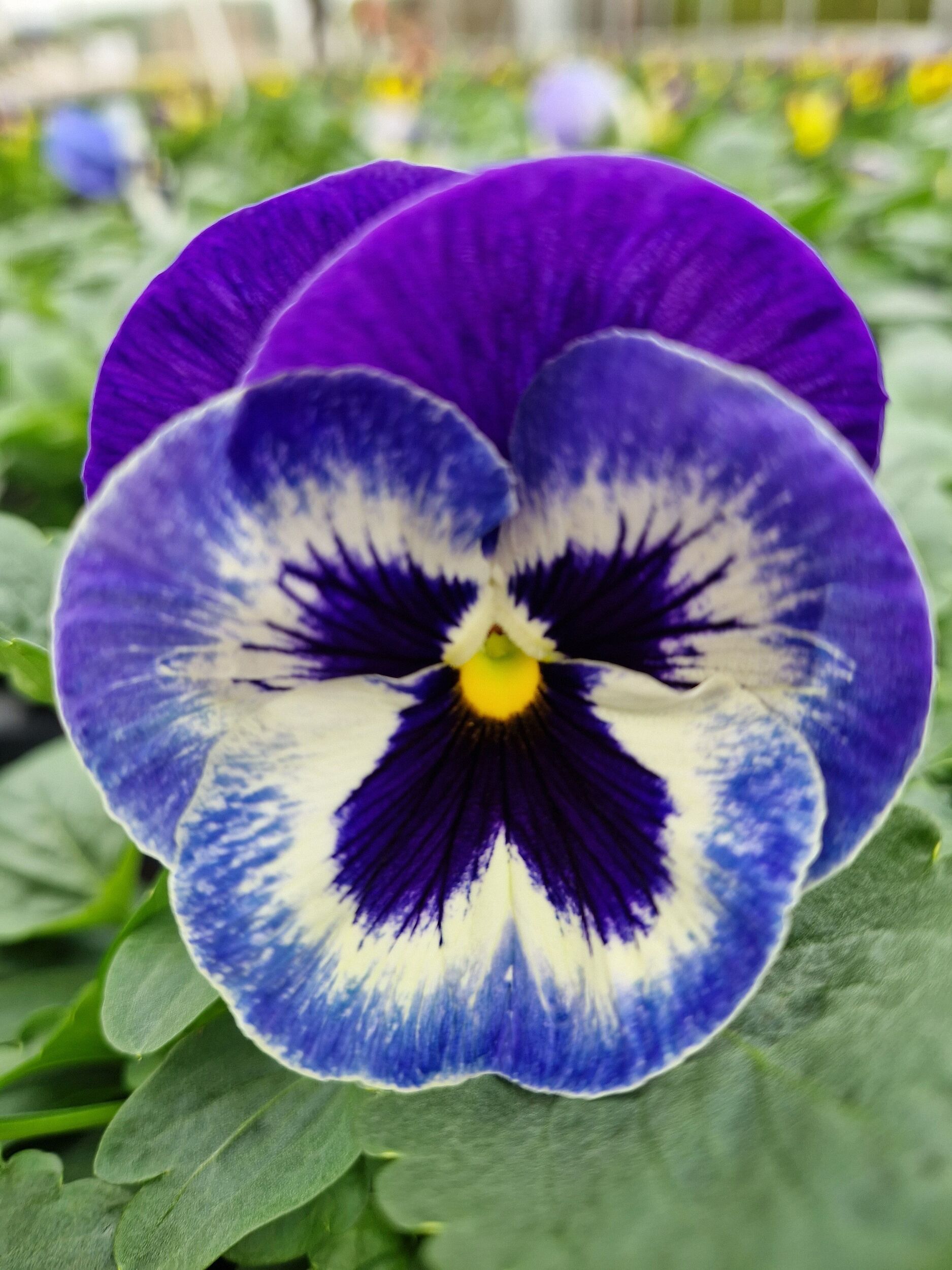 Saisonpflanzen der Gärtnerei Sommer