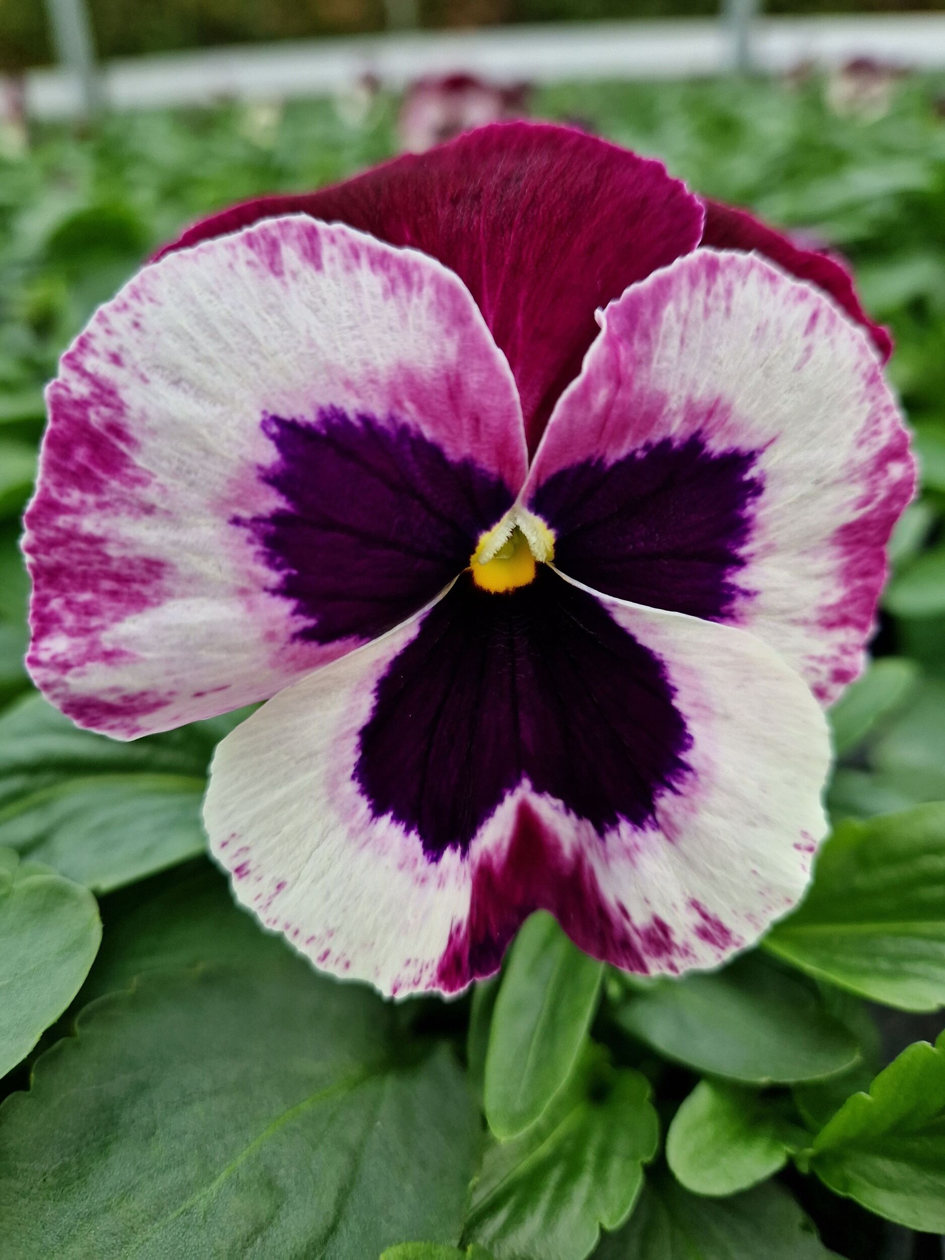 Saisonpflanzen der Gärtnerei Sommer