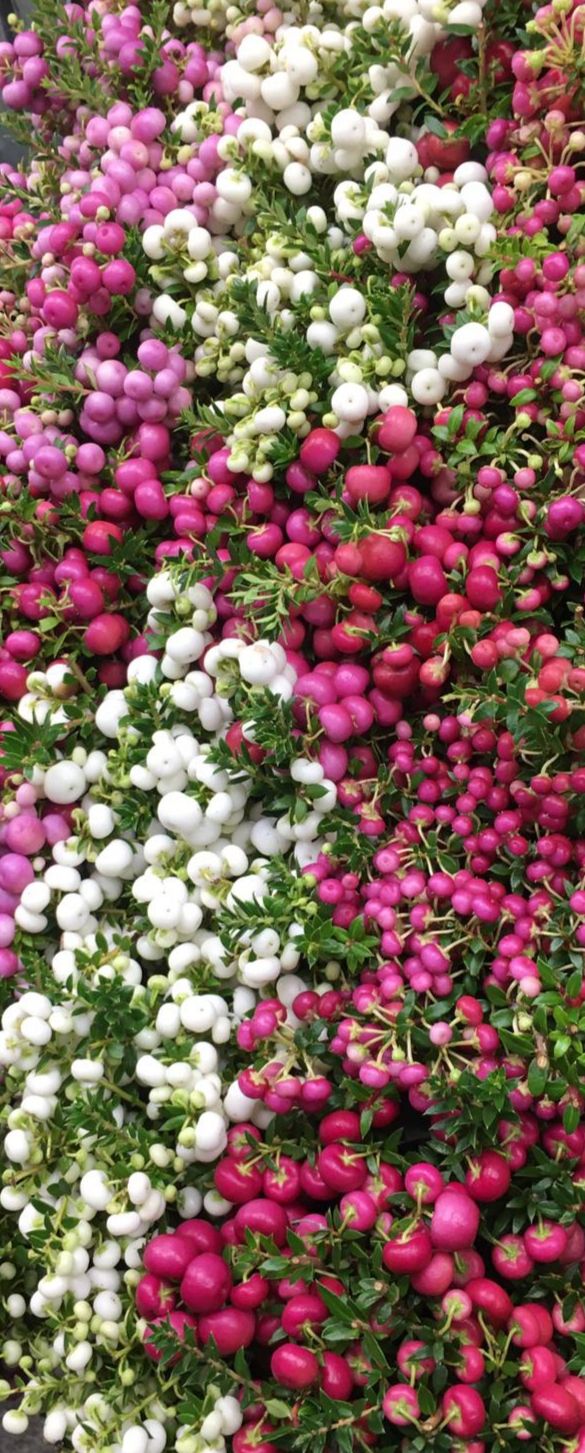 Saisonpflanzen der Gärtnerei Sommer