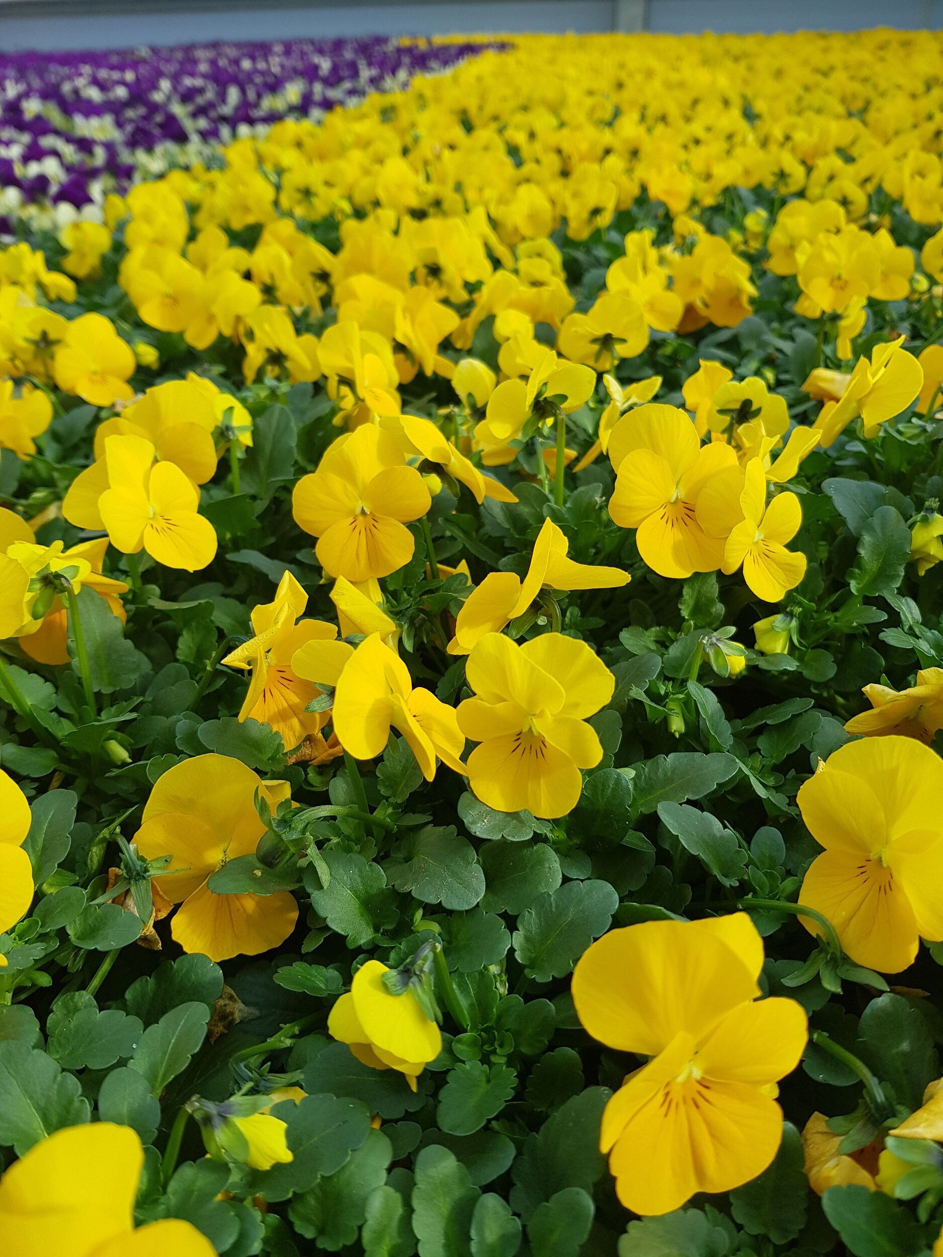 Saisonpflanzen der Gärtnerei Sommer