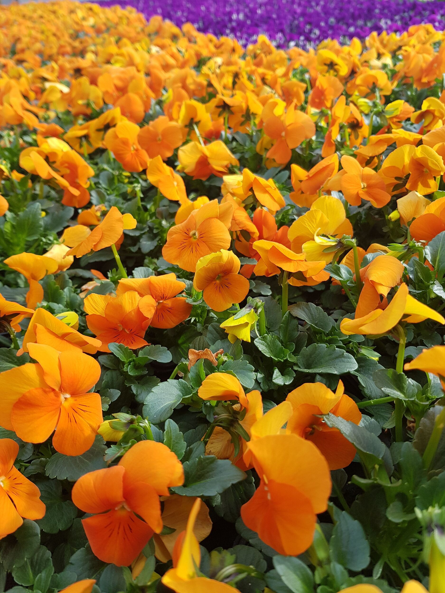 Saisonpflanzen der Gärtnerei Sommer