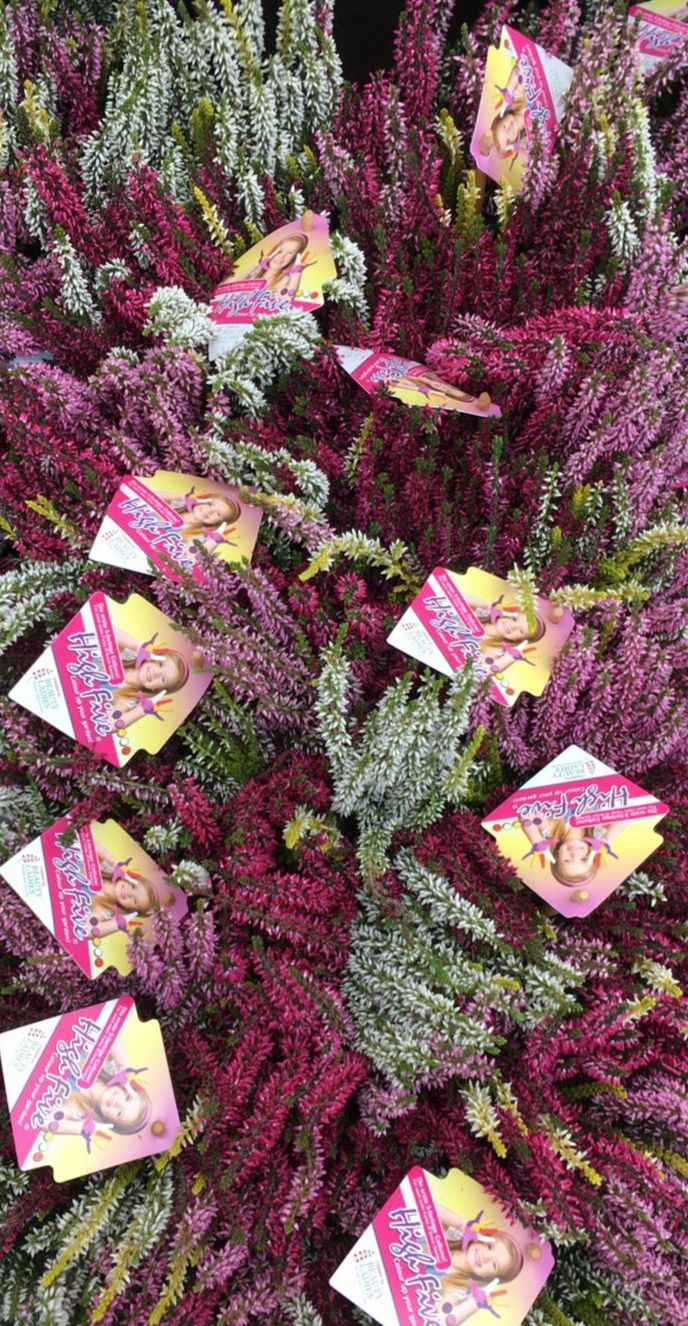 Saisonpflanzen der Gärtnerei Sommer