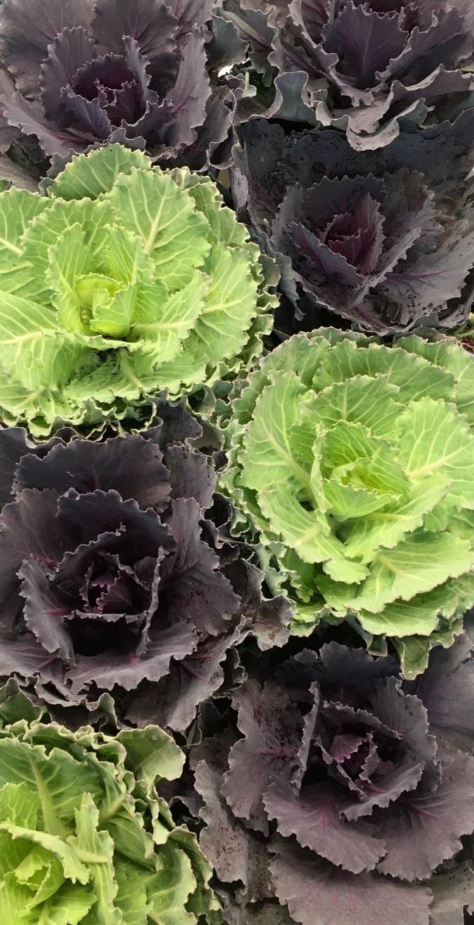 Saisonpflanzen der Gärtnerei Sommer