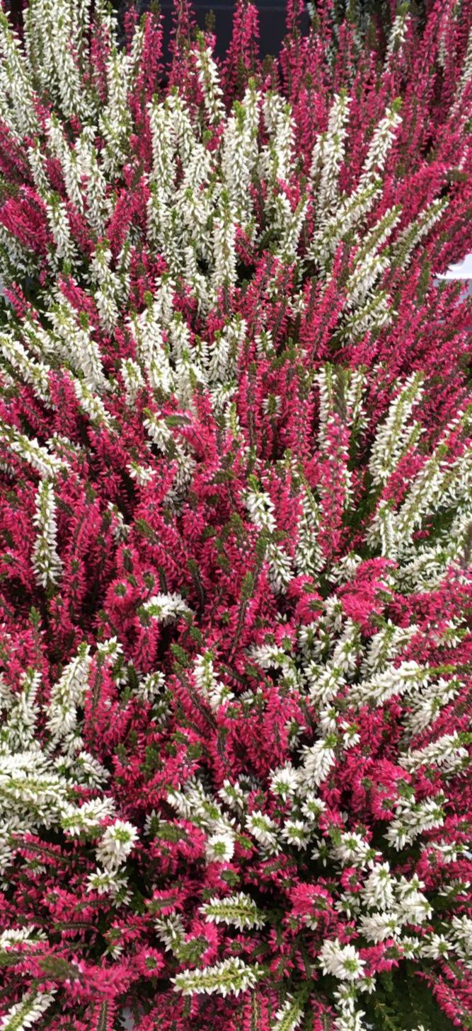 Saisonpflanzen der Gärtnerei Sommer