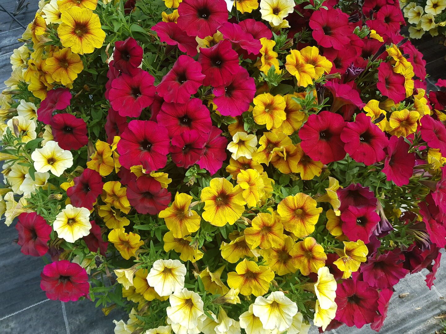 Saisonpflanzen der Gärtnerei Sommer