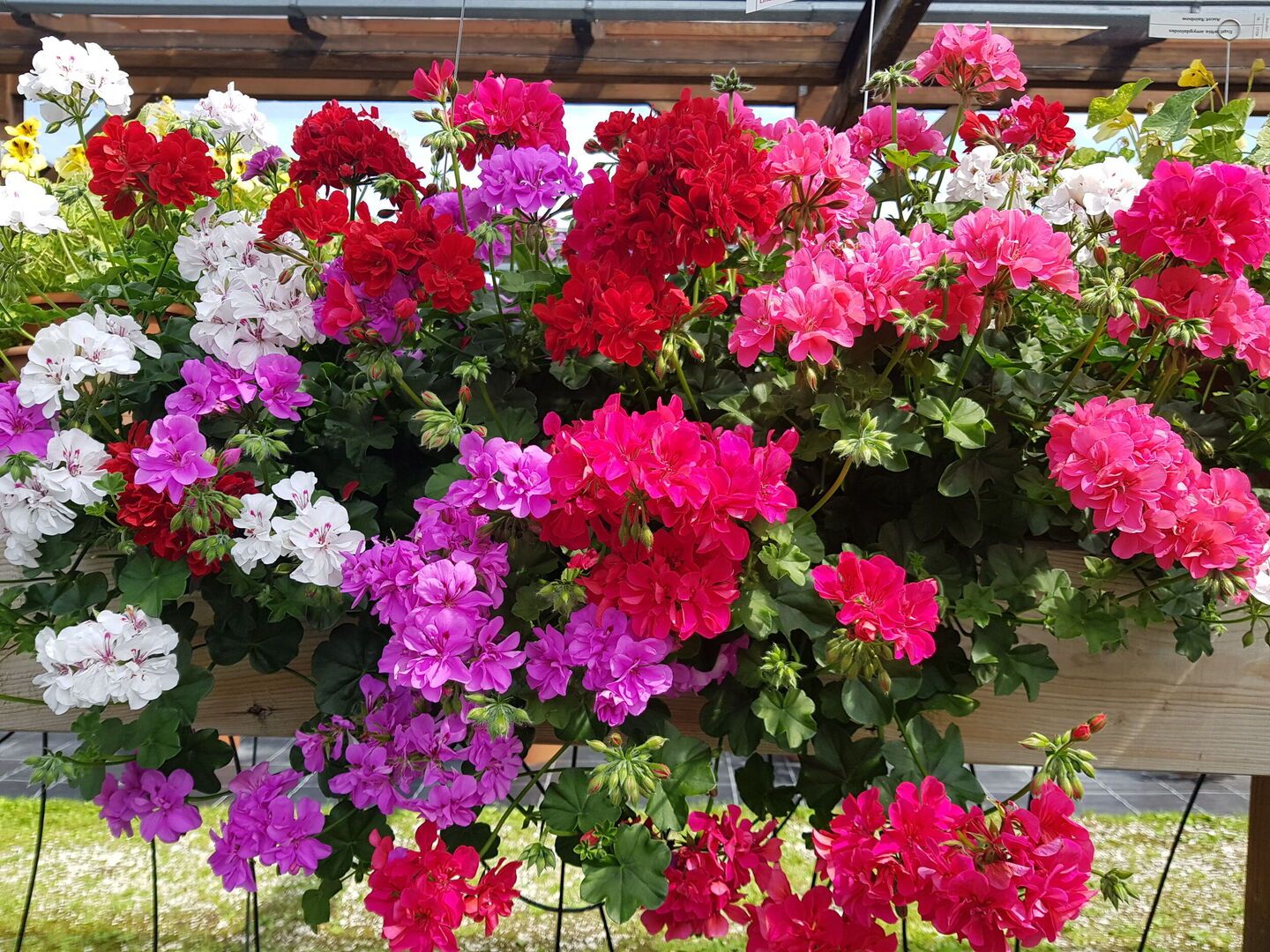 Saisonpflanzen der Gärtnerei Sommer