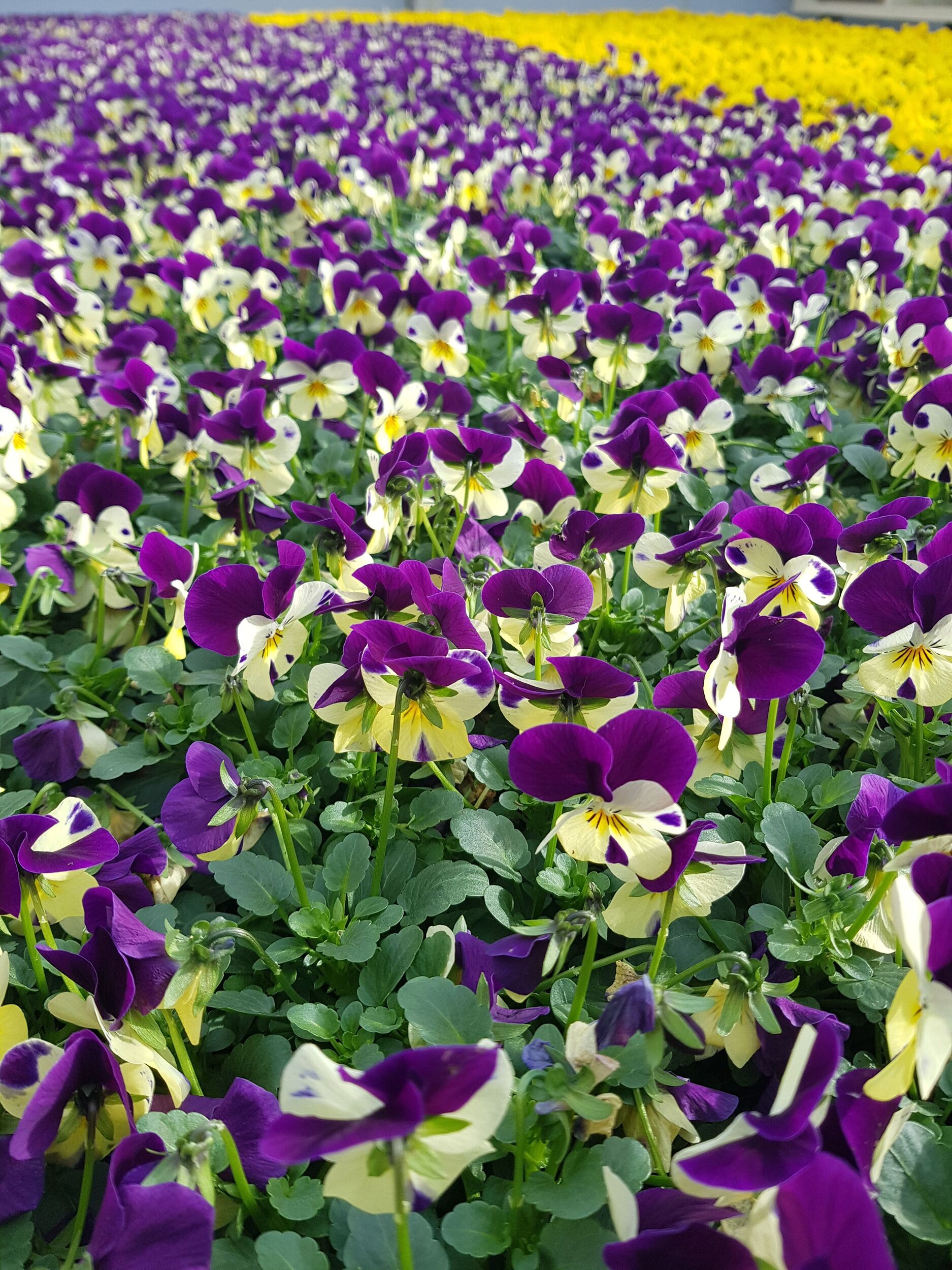 Saisonpflanzen der Gärtnerei Sommer