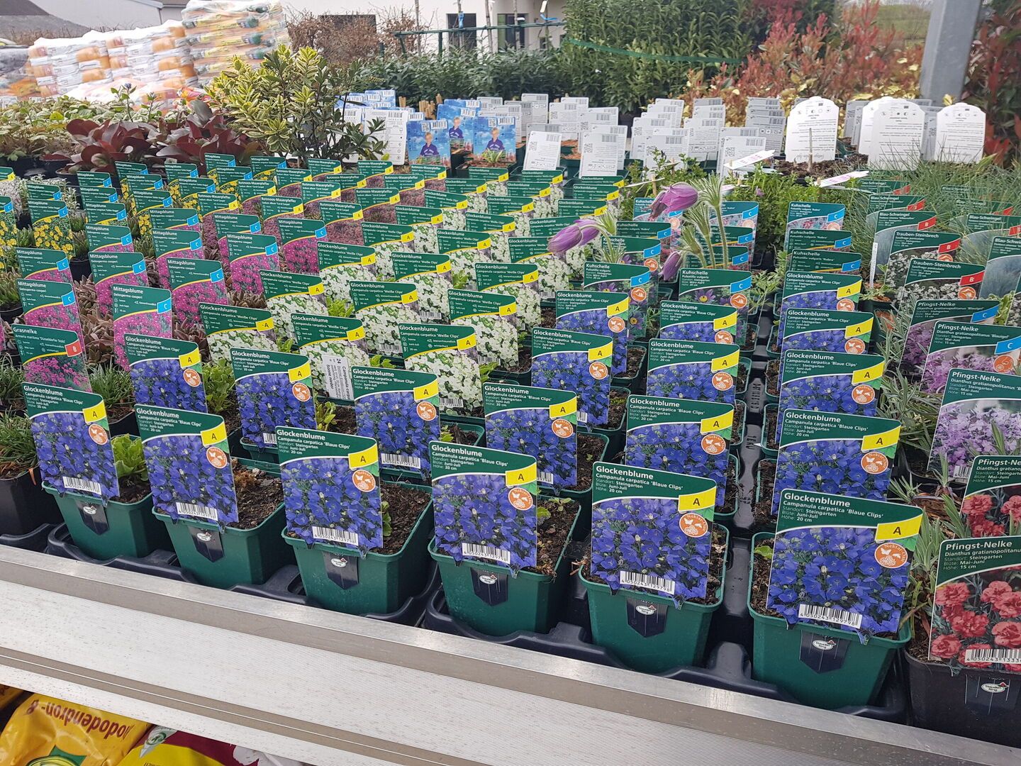 Stauden Gärtnerei Sommer