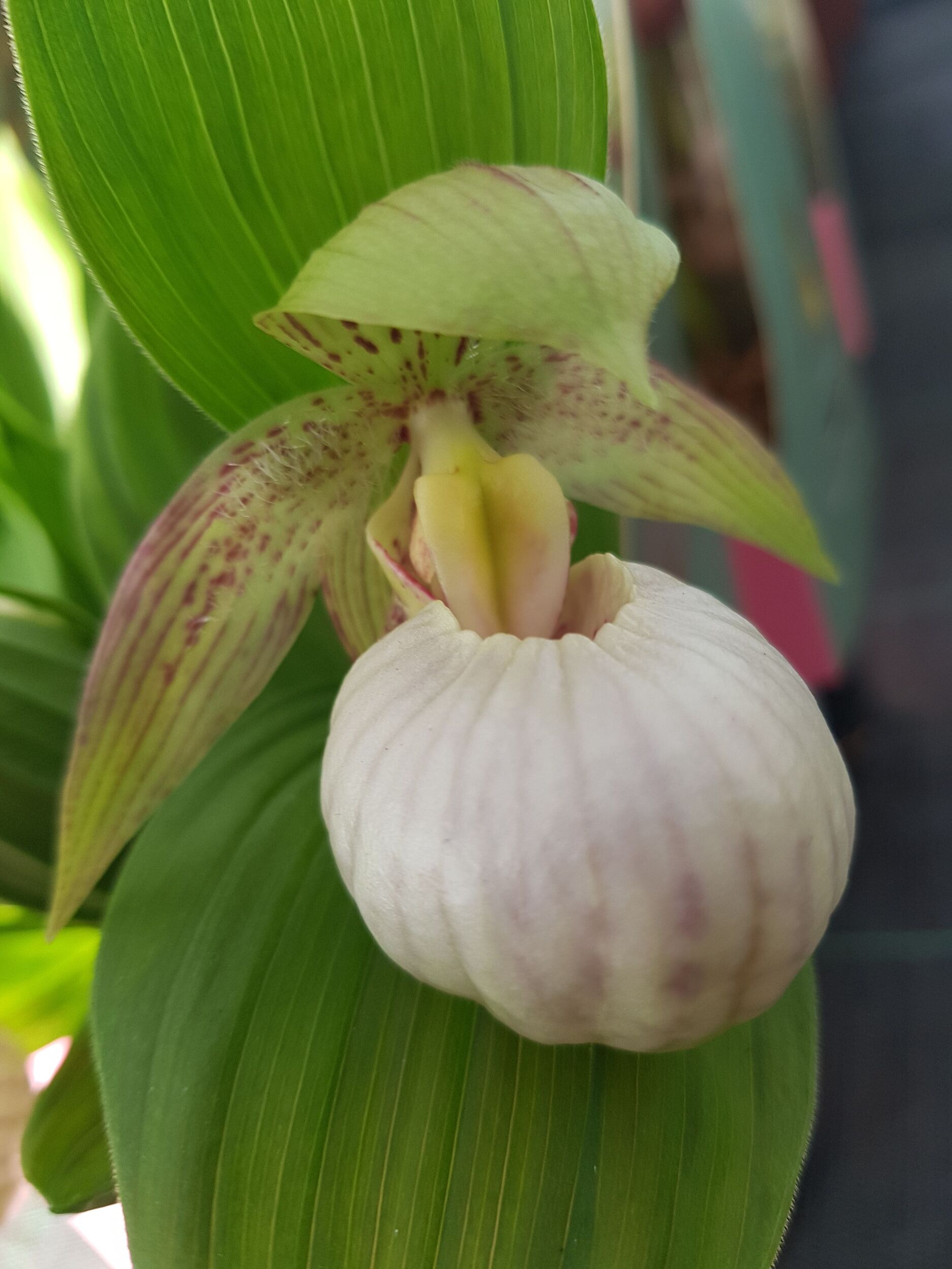 Stauden Gärtnerei Sommer