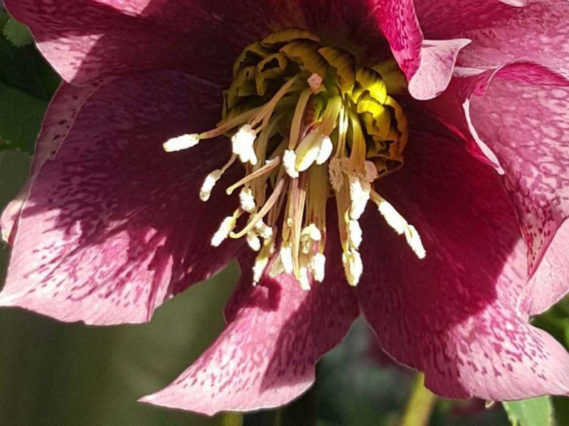 Sträucher und Stauden