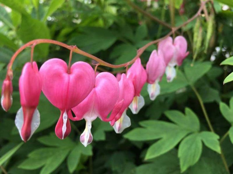 Sträucher und Stauden