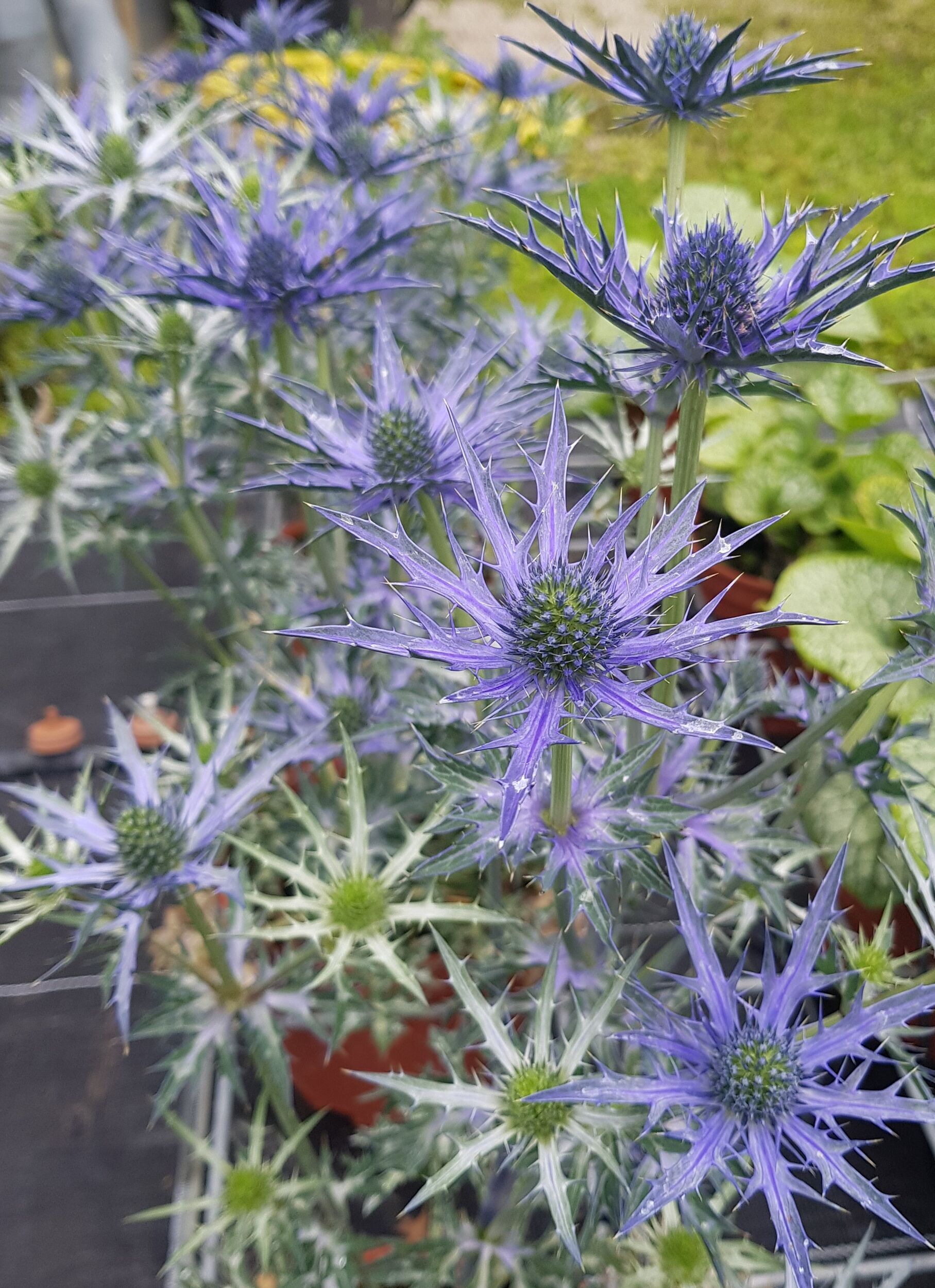 Stauden Gärtnerei Sommer
