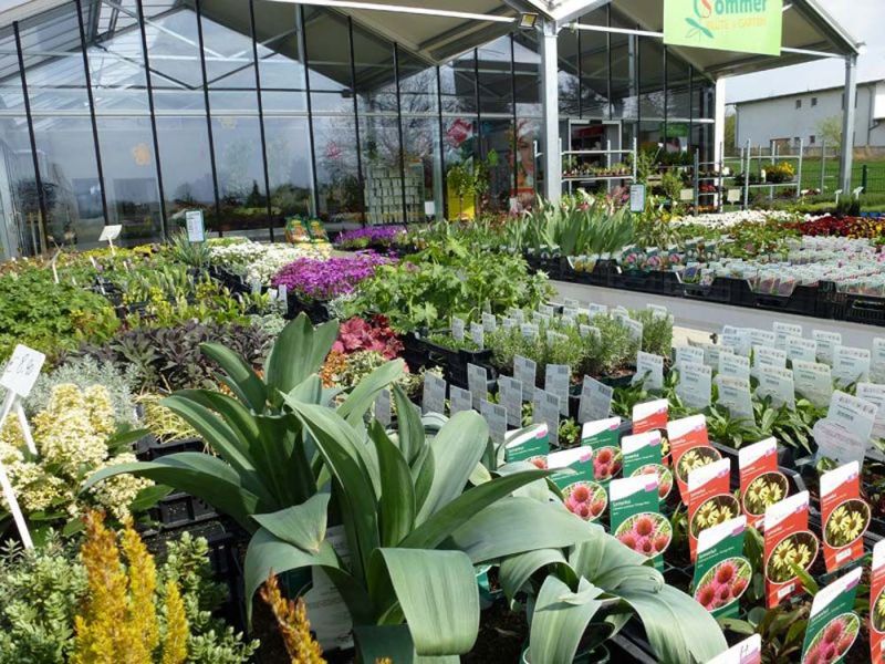 Sträucher und Stauden