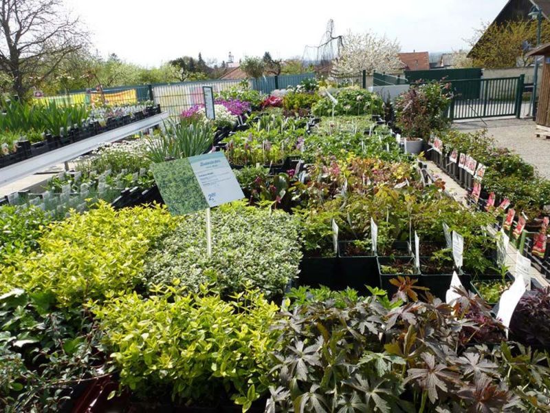 Sträucher und Stauden