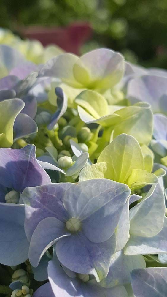 Sträucher und Stauden