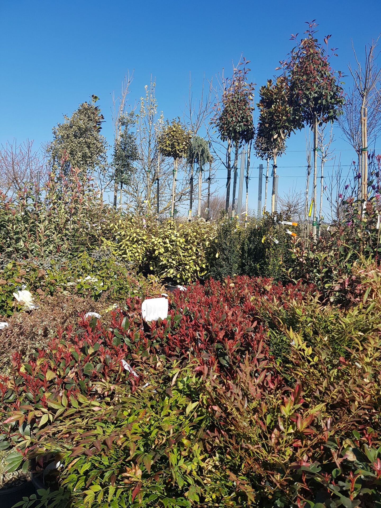 Gehölze Gärtnerei Sommer