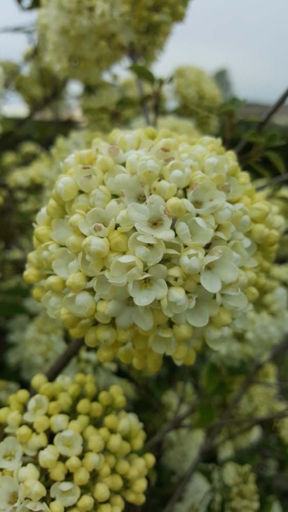 Sträucher und Stauden