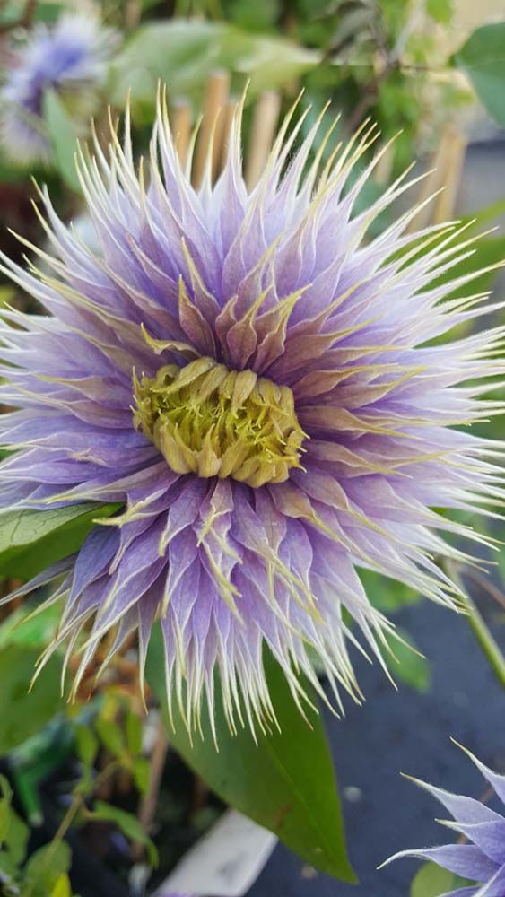 Sträucher und Stauden