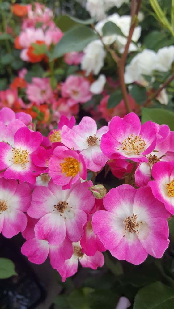 Sträucher und Stauden