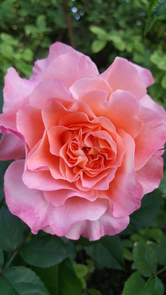 Sträucher und Stauden