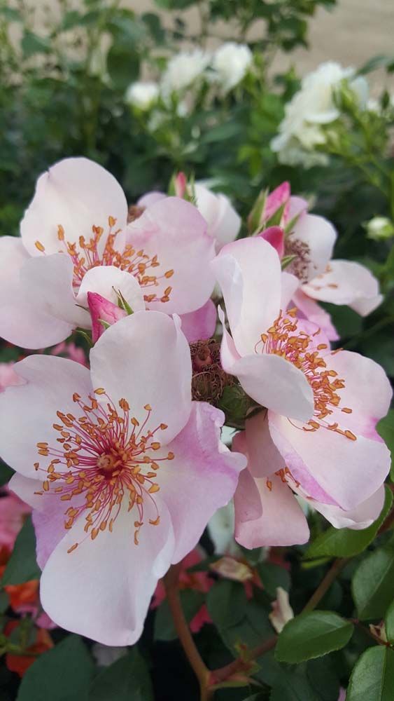 Sträucher und Stauden