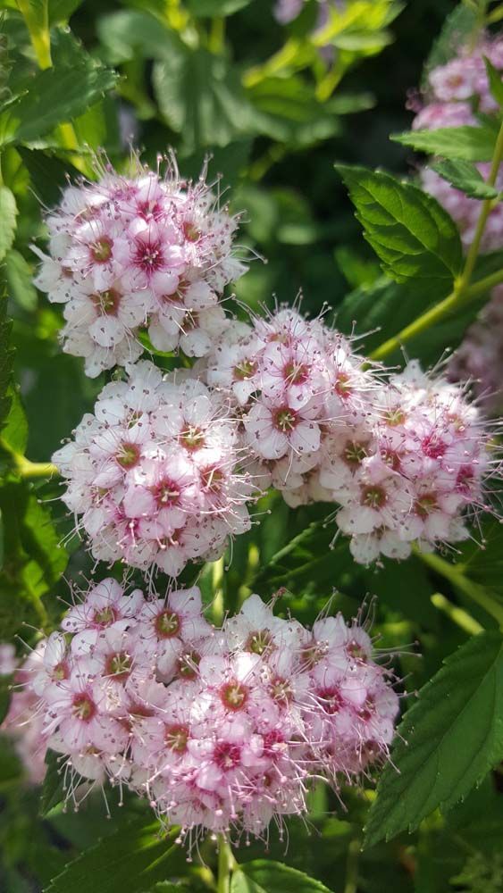 Sträucher und Stauden