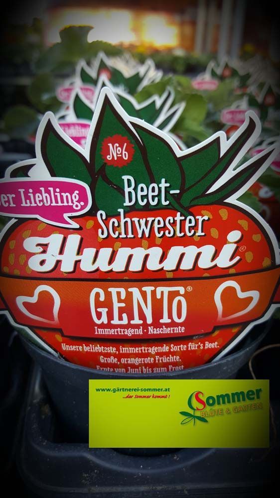 Gemüsejungpflanzen
