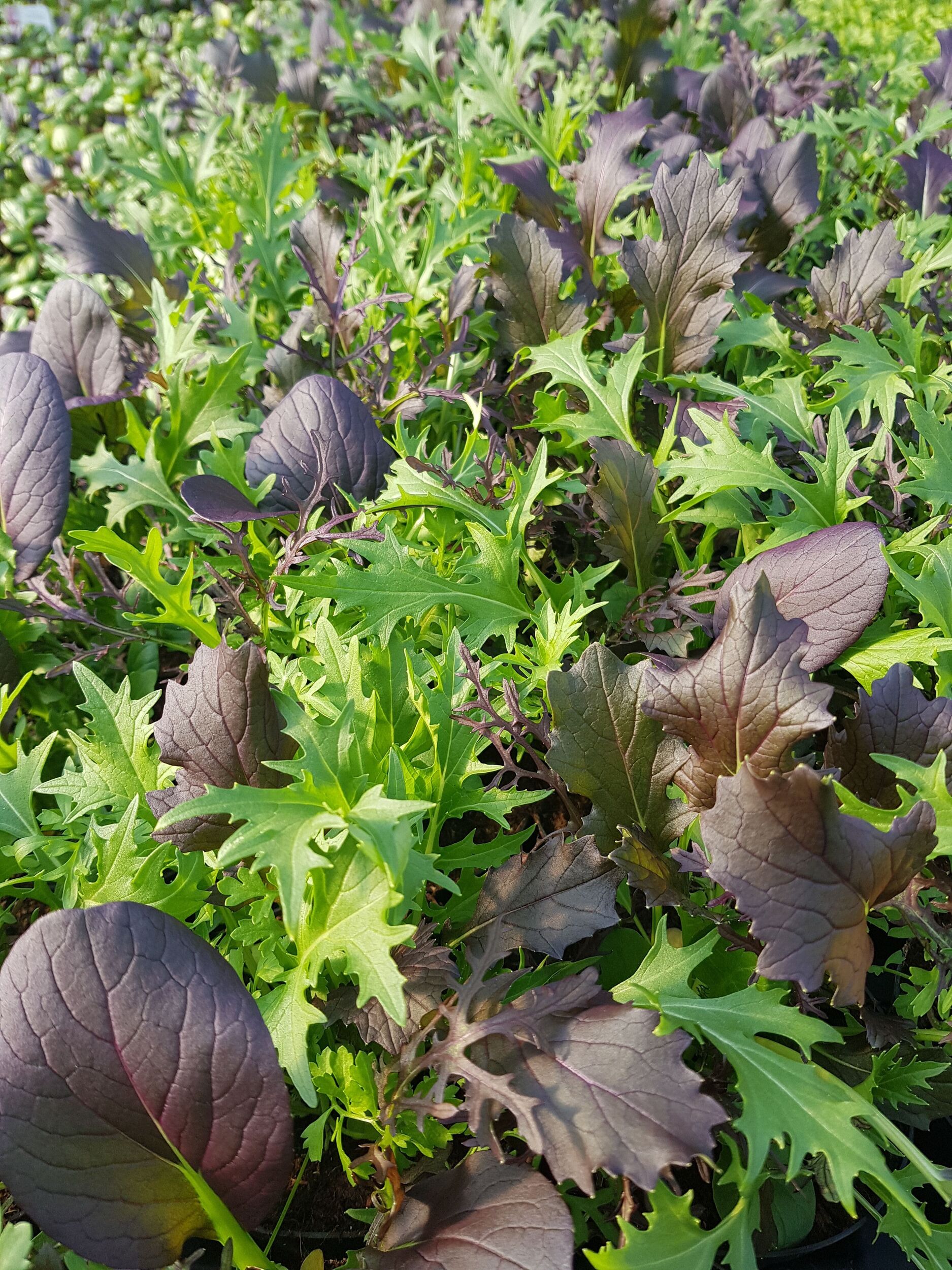 Gemüsejungpflanzen Gärtnerei Sommer
