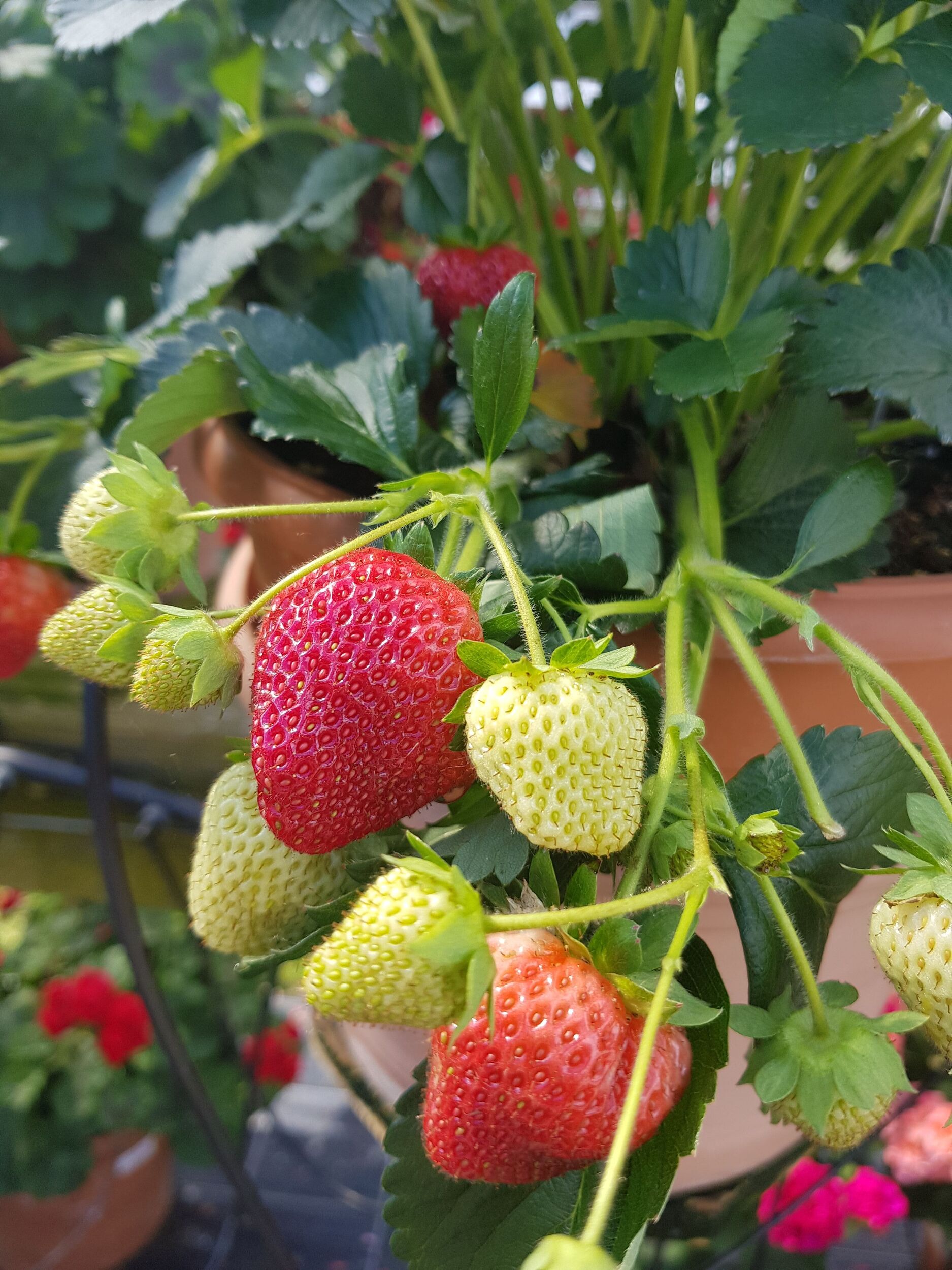 Gärtnerei Sommer